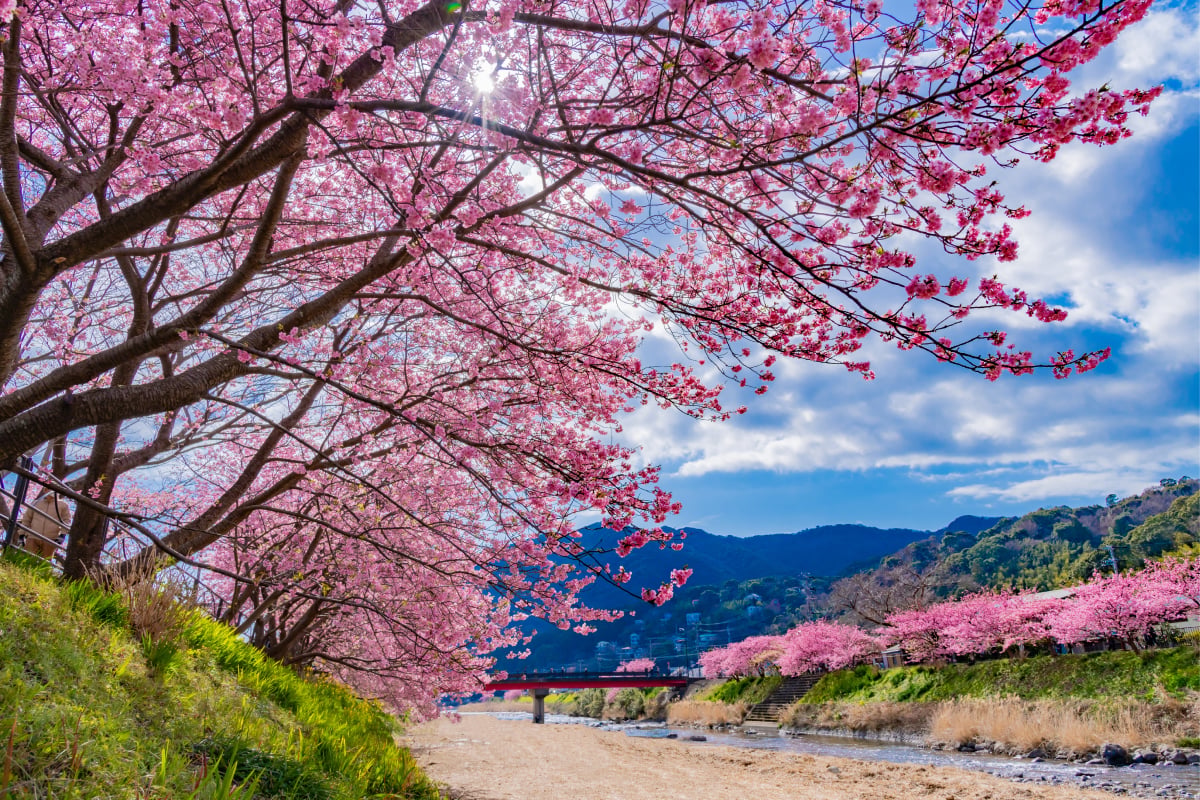 Cherry blossom trees in full bloom along a riverside with mountains, blue sky, and sunlight shining through pink sakura branches