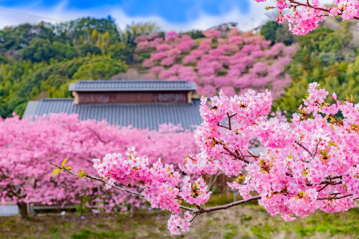 Pink cherry blossom branches in full bloom with traditional Japanese house and hillside covered in sakura trees in spring
