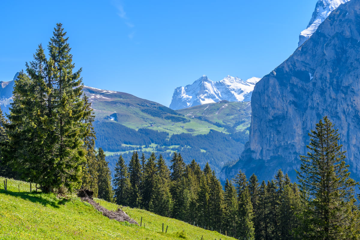 Snow-capped peaks rise above evergreen forests and green alpine slopes beneath a cloudless blue sky.