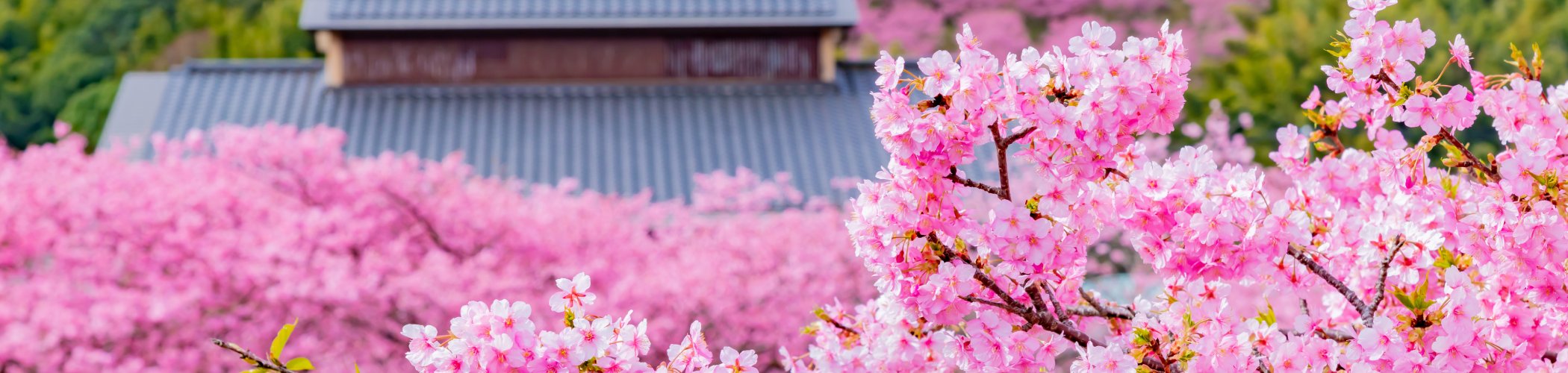 Pink cherry blossom branches in full bloom with traditional Japanese house and hillside covered in sakura trees in spring