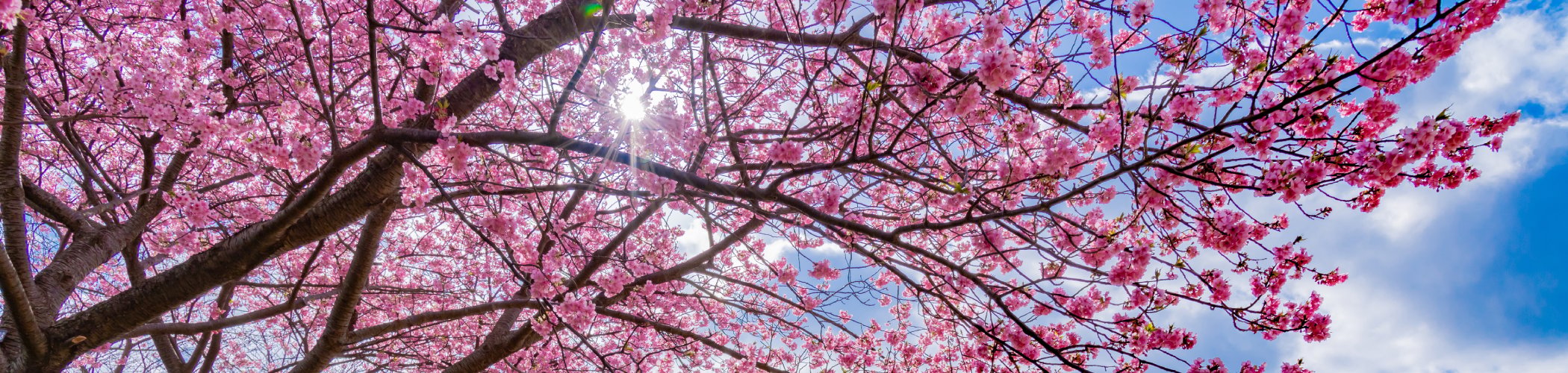 Cherry blossom trees in full bloom along a riverside with mountains, blue sky, and sunlight shining through pink sakura branches