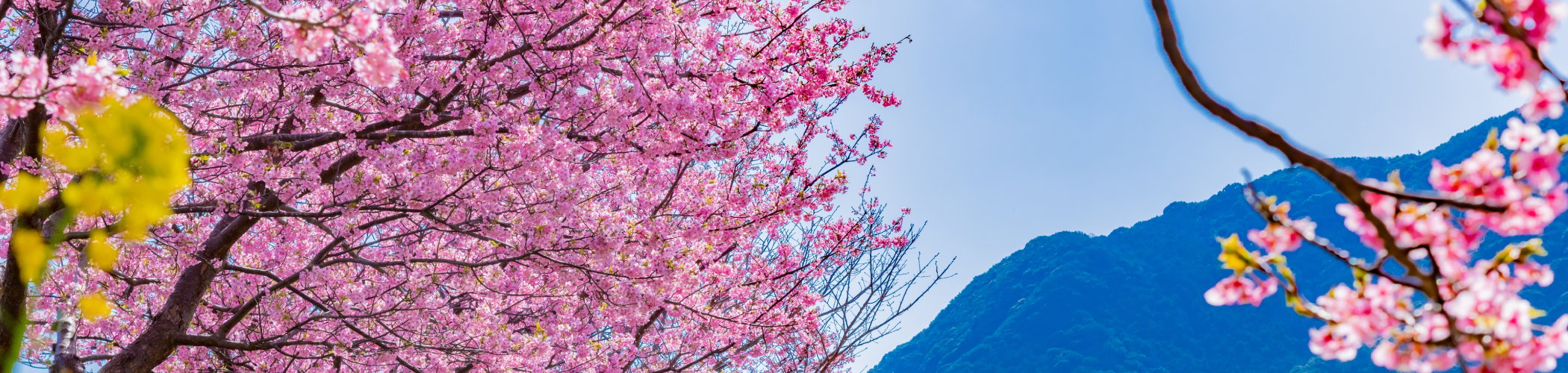 Cherry blossom trees in full bloom along a hillside with yellow flowers and mountain landscape under a blue sky