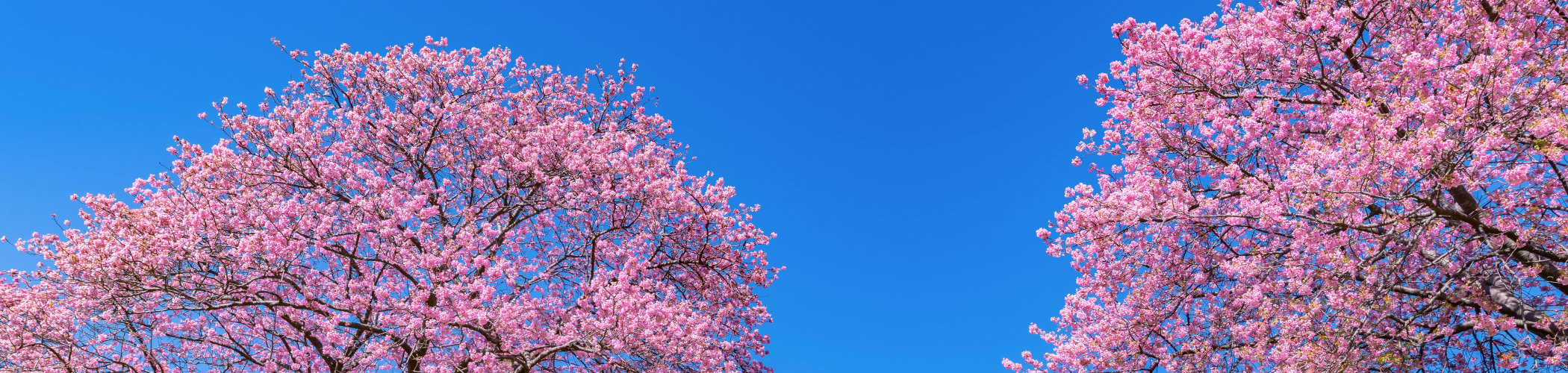 Pink cherry blossom trees in full bloom on a sunny spring day with bright yellow wildflowers and a clear blue sky