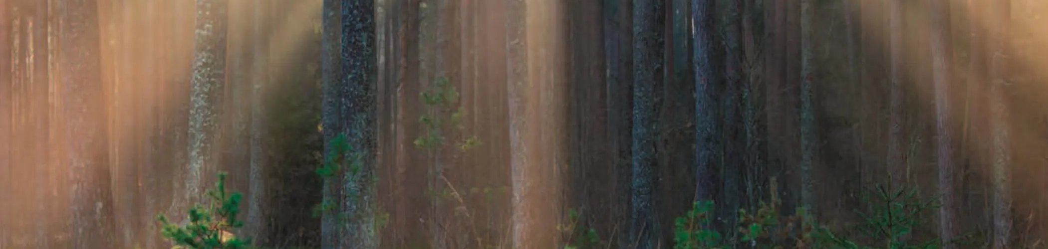 Forest with sunlight rays filtering through trees at sunrise, illustrating nature, sustainability and biodiversity
