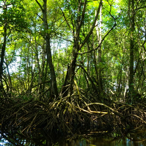 Mangrove forest with dense green canopy and exposed aerial roots growing in shallow coastal waters, highlighting a thriving wetland ecosystem and biodiversity.